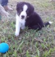 Barbie Girl of Sarah's Dog Ranch